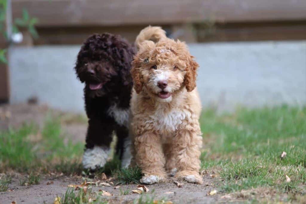 Cockapoopups van woefkesranch
