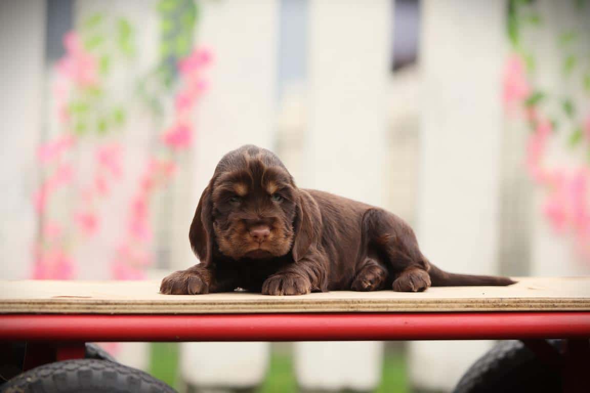 Engelse cocker spanielpups van woefkesranch
