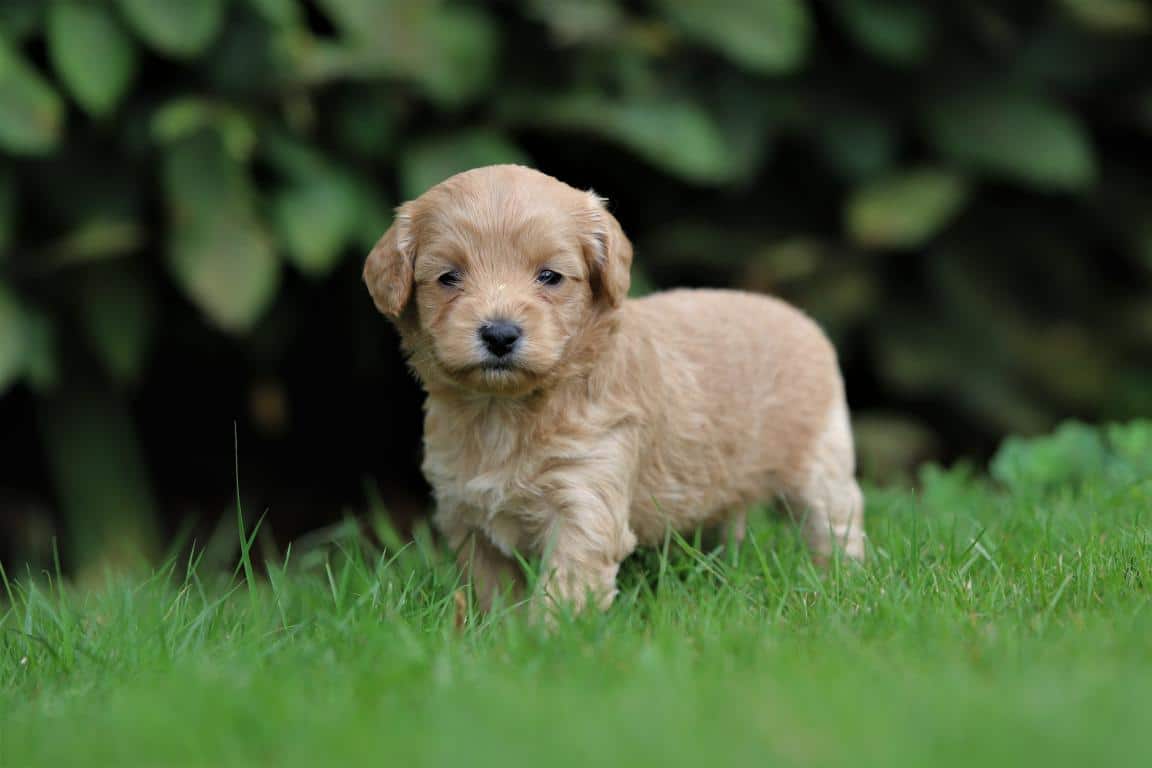 Een maltipoo pup van woefkesranch