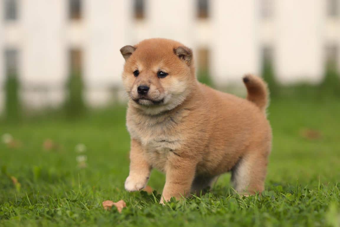 Shiba inu 3 Ein shiba inu welpe von woefkesranch