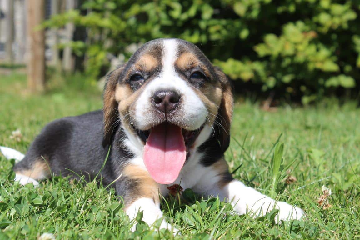 Een beaglepup van woefkesranch