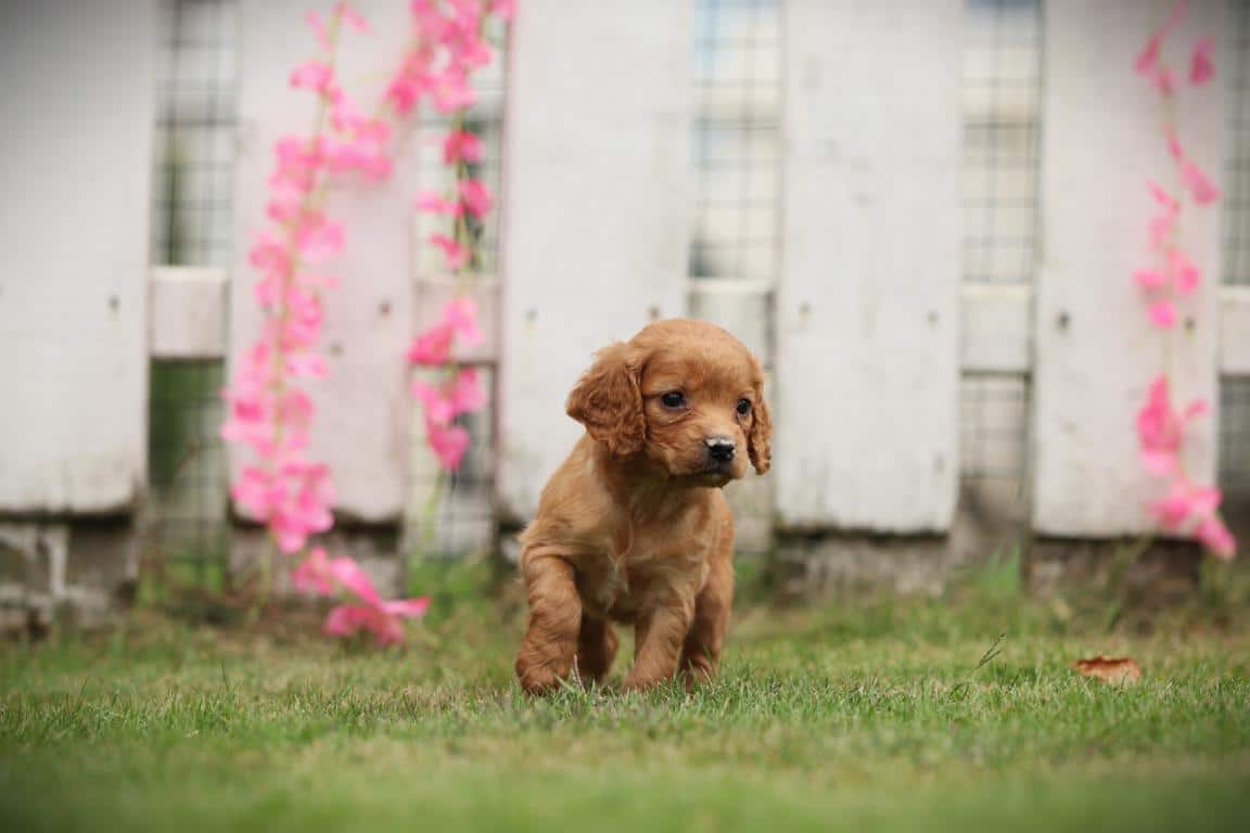 Een cockapoopup van woefkesranch
