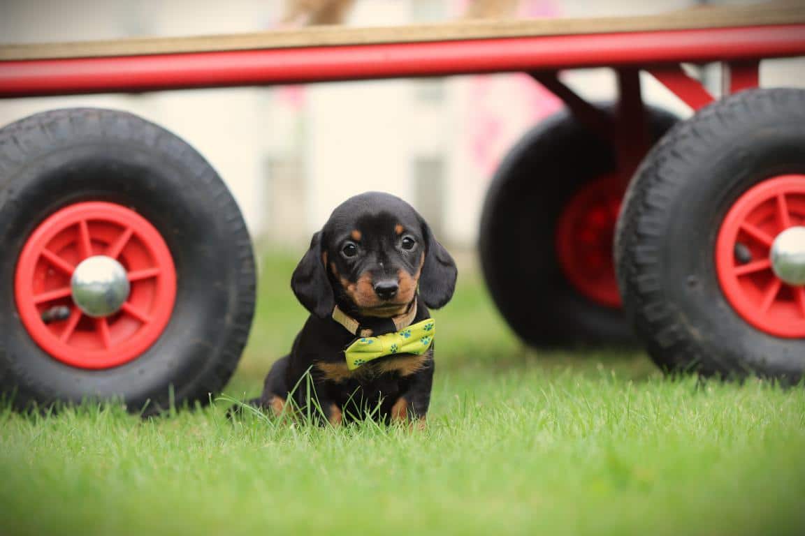 Kortharige dwergteckel 32 Een kortharige teckelpup van woefkesranch