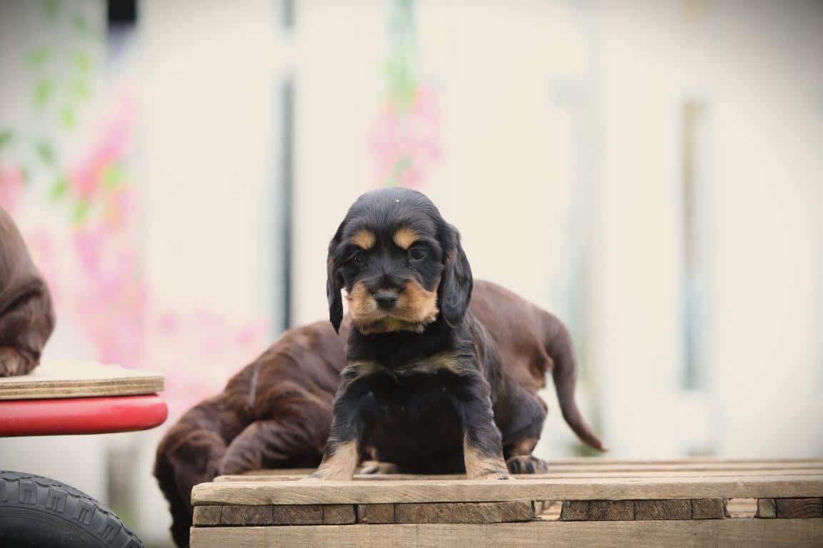 Engelse cocker spanielpups van woefkesranch
