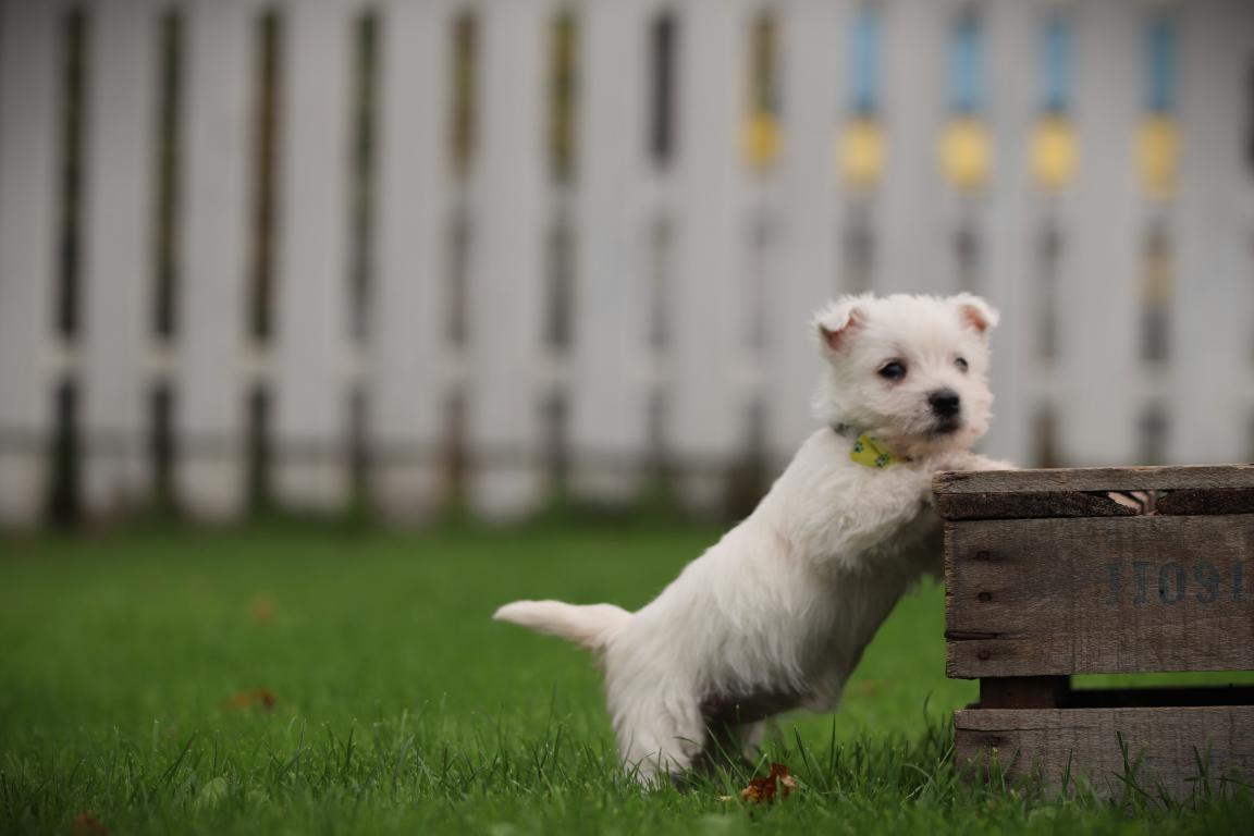 Ein west highland white terrier welpe von woefkesranch