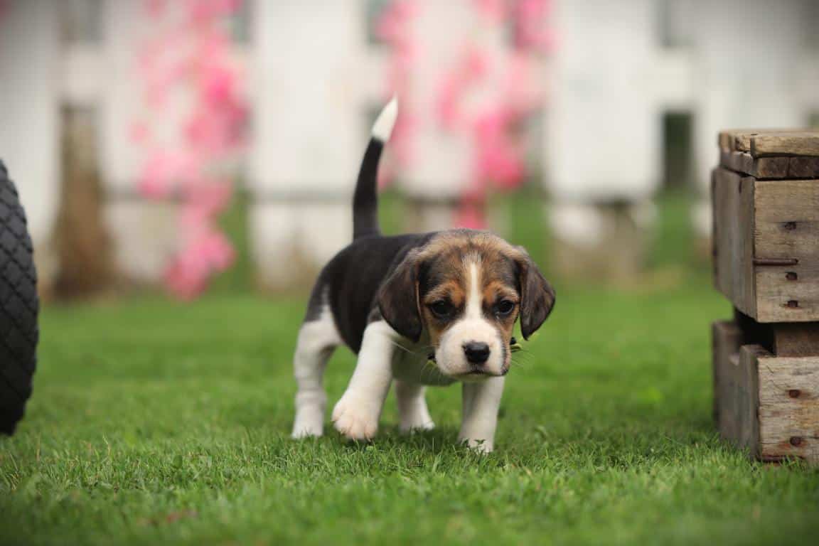 Een beaglepup van woefkesranch