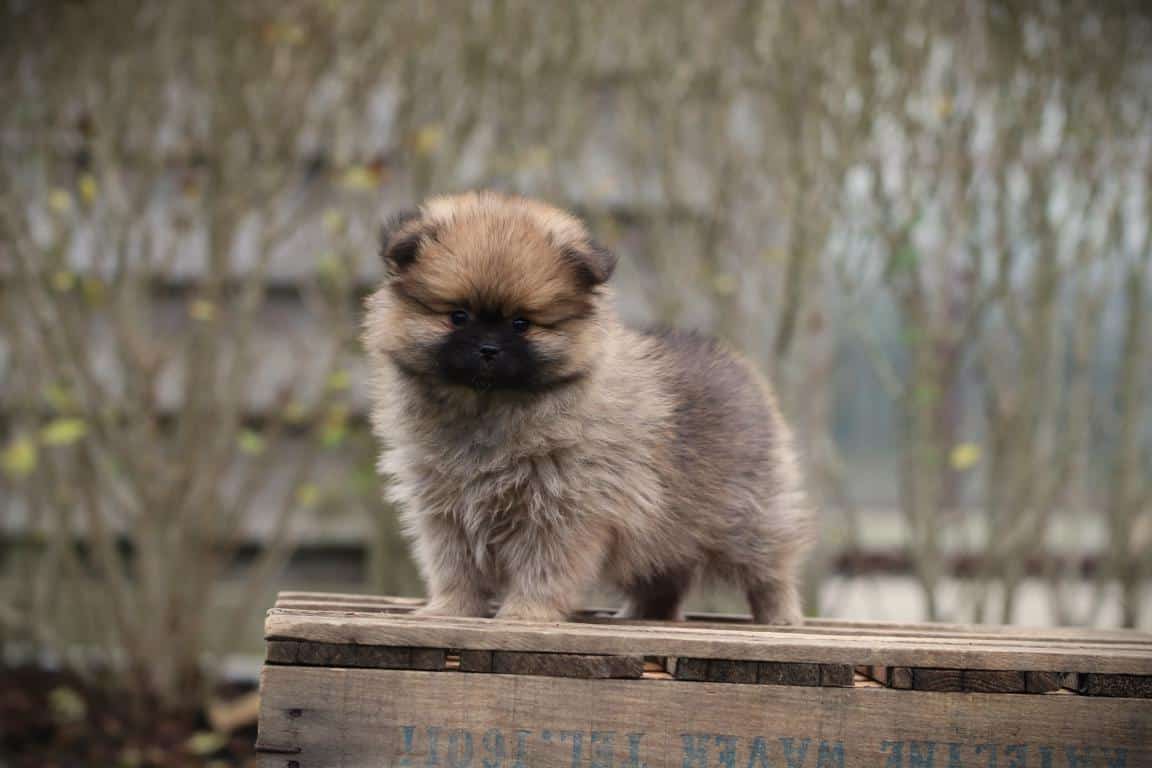Pomeriaan 13 Een pomeriaan pup van woefkesranch