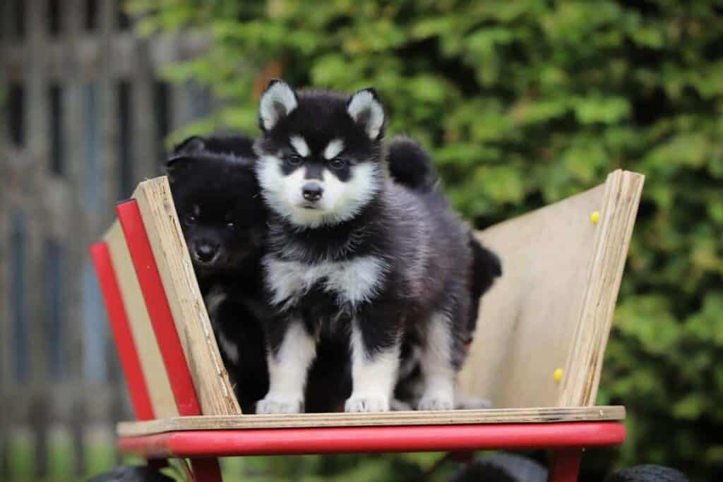 Pomsky 12 Een pomsky pup van woefkesranch