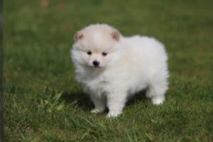 Pomeriaan 15 Een pomeriaan pup van woefkesranch