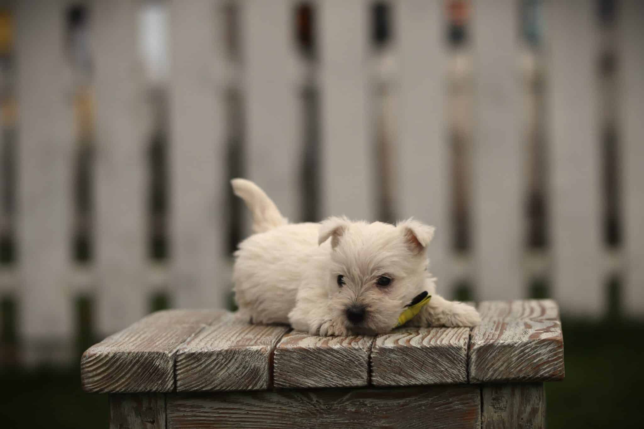 Ein west highland white terrier welpe von woefkesranch