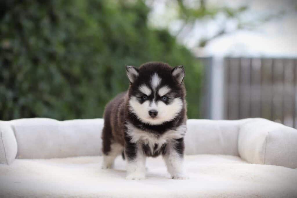 Pomsky 10