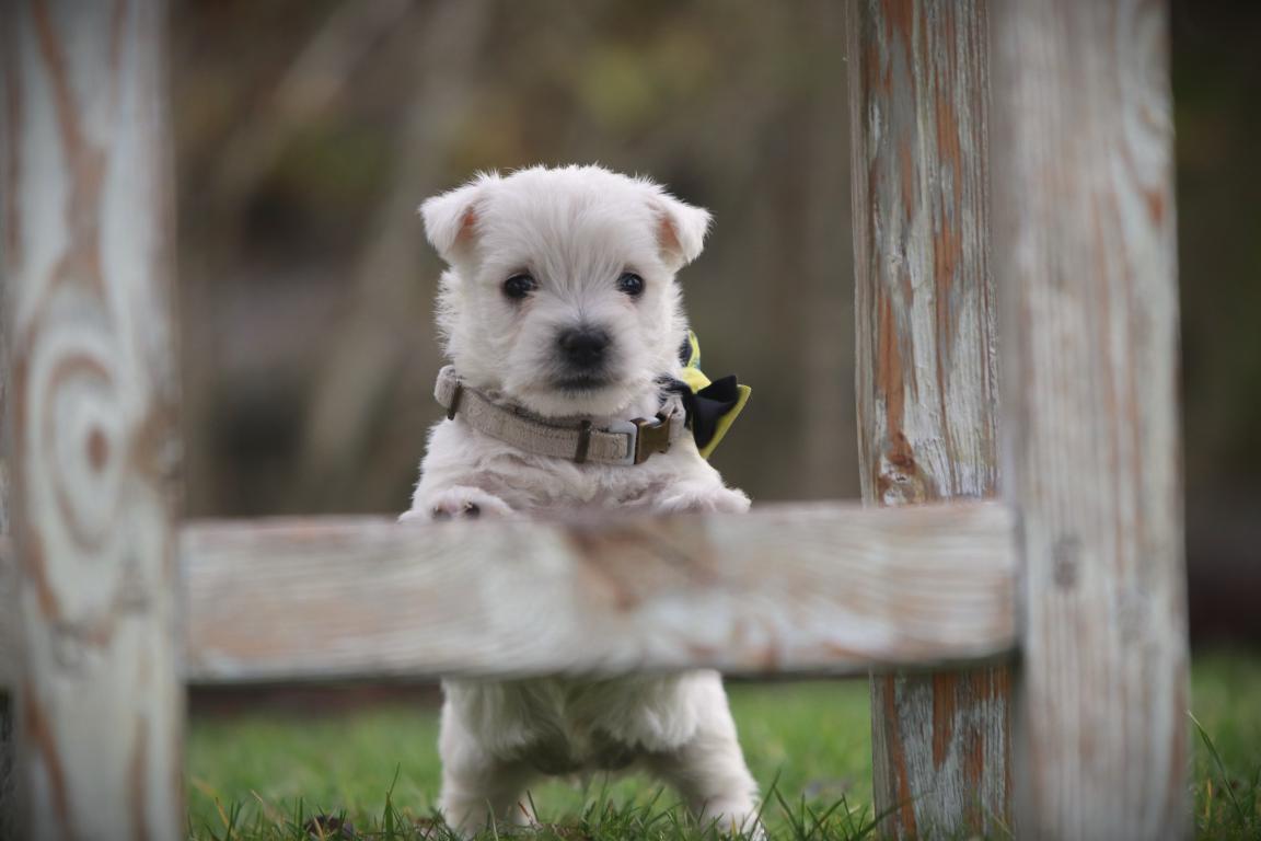 Ein west highland white terrier welpe von woefkesranch