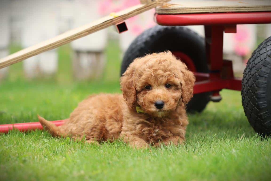 Een dwergpoedel pup van woefkesranch, liggend