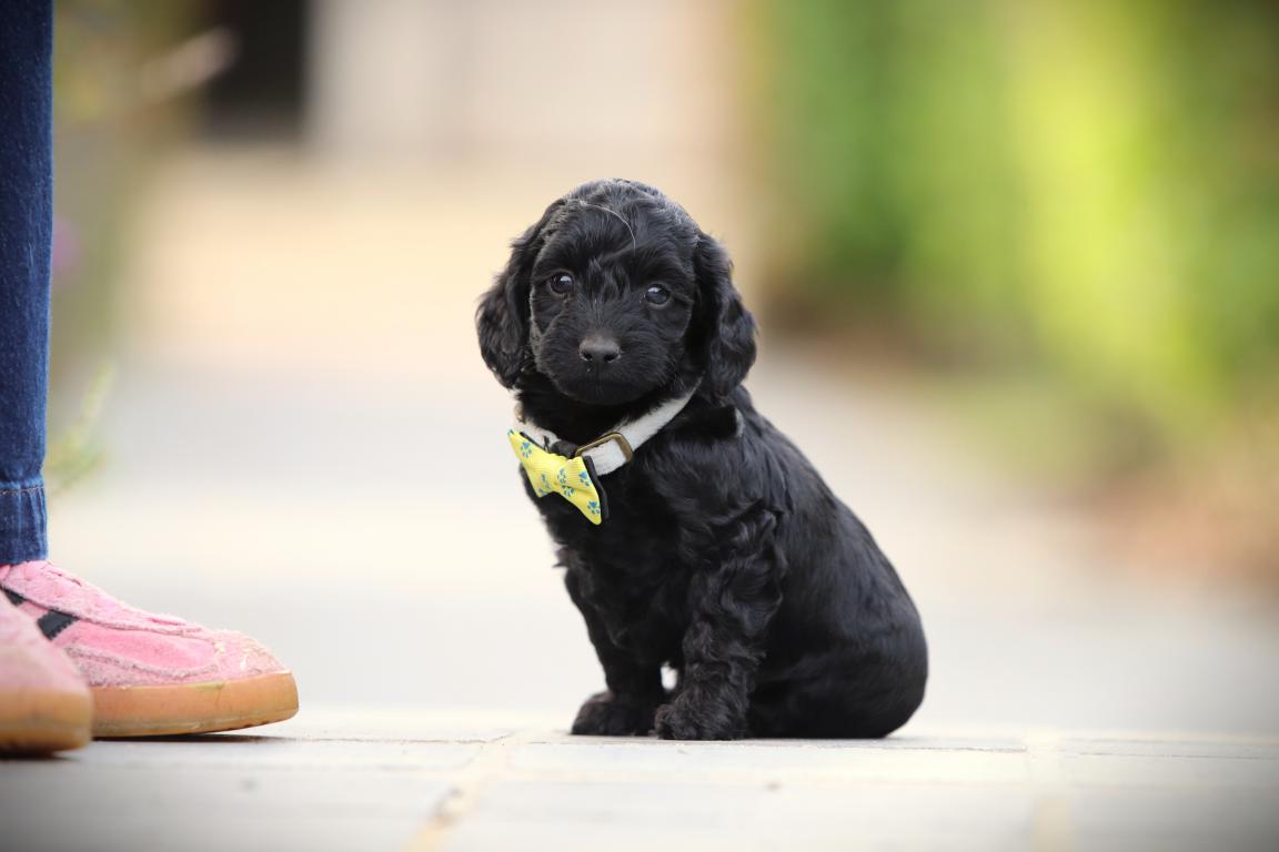 Een cockapoo pup van woefkesranch, zittend