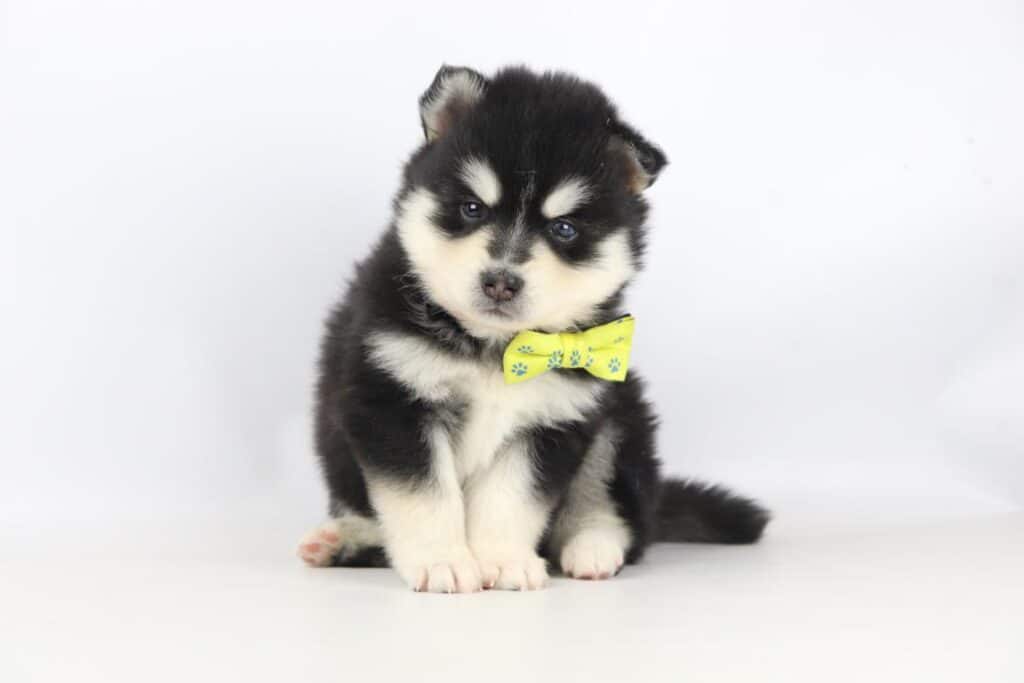 Pomsky 9
