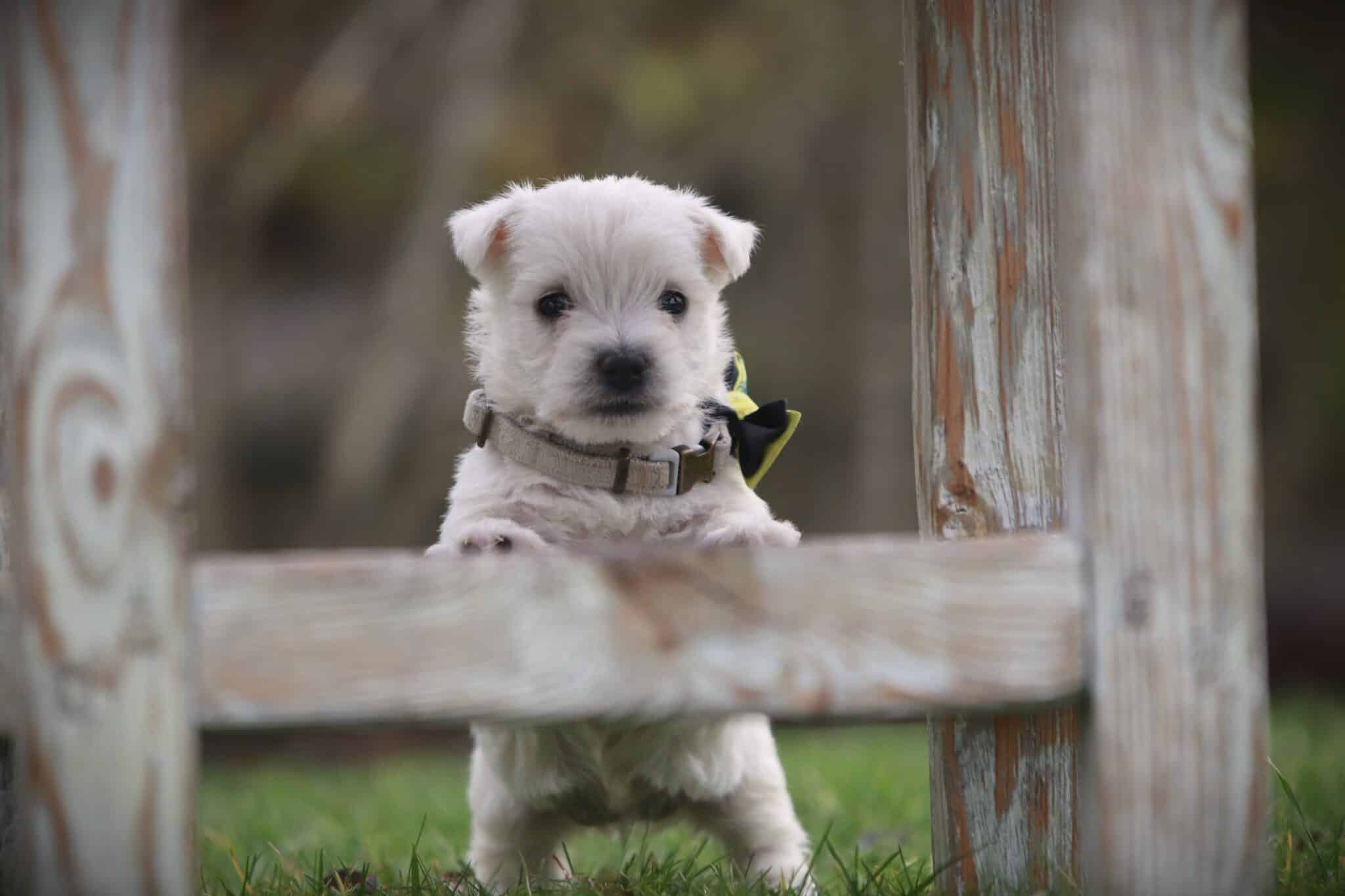 Ein west highland white terrier welpe von woefkesranch