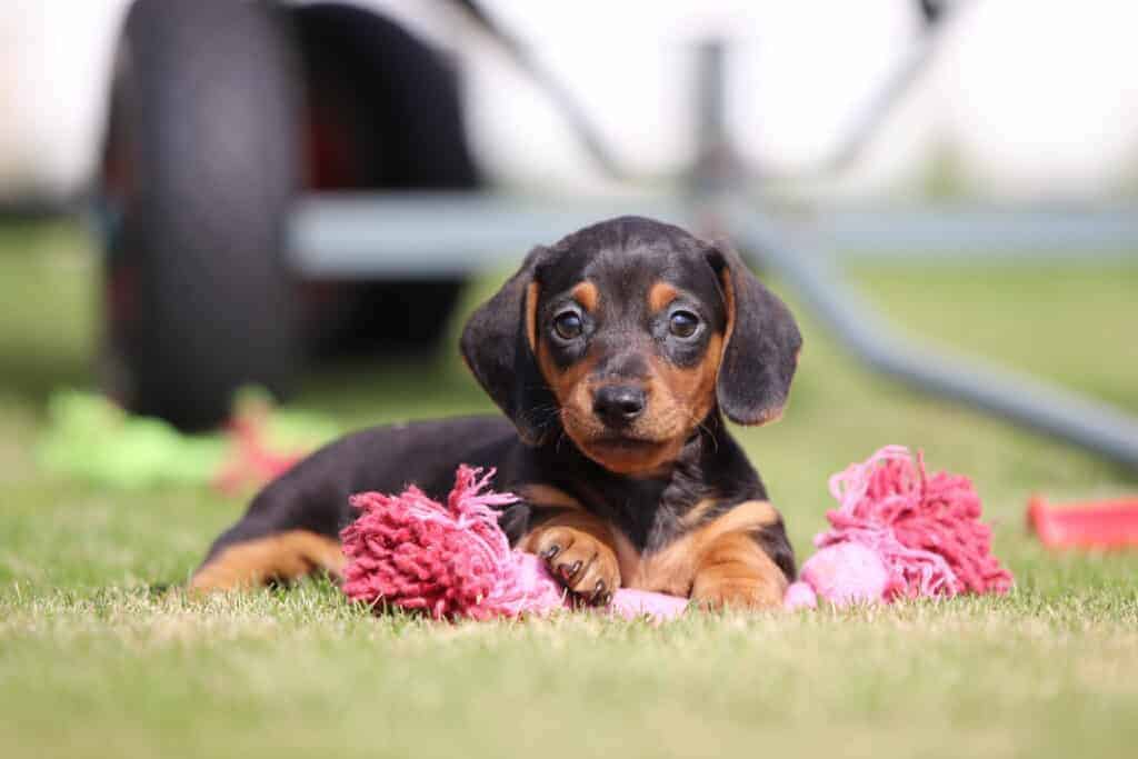 Kortharige dwergteckel 33 Een kortharige teckelpup van woefkesranch, met een speeltje
