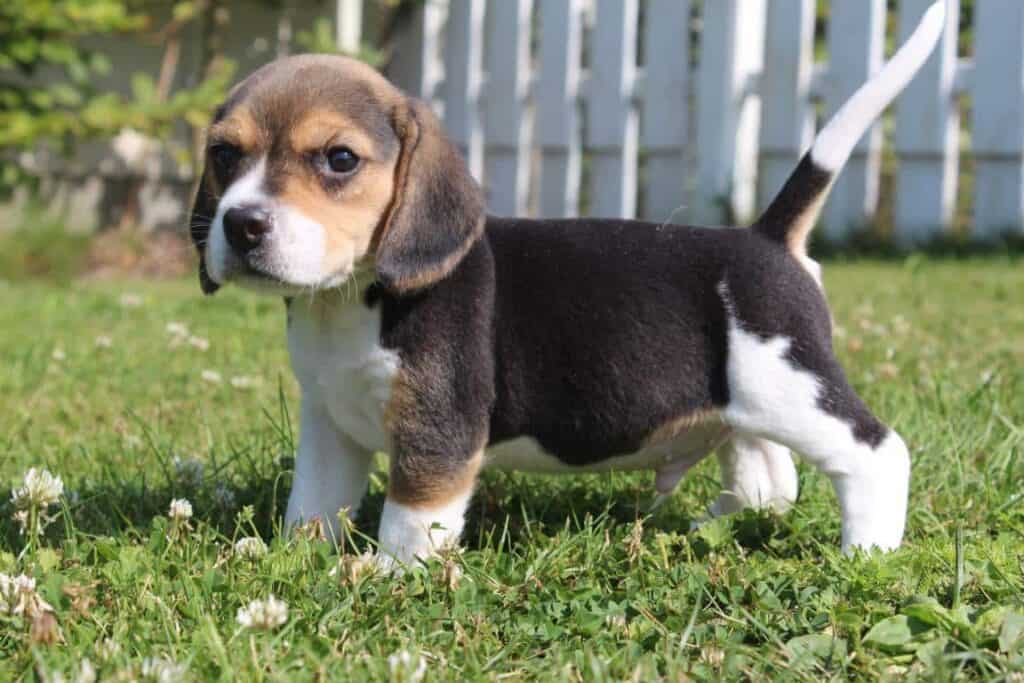 Een beaglepup van woefkesranch