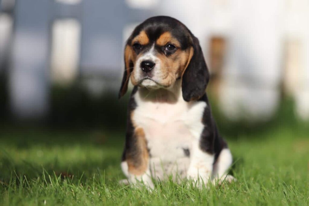 hondenkwekerij Beagle