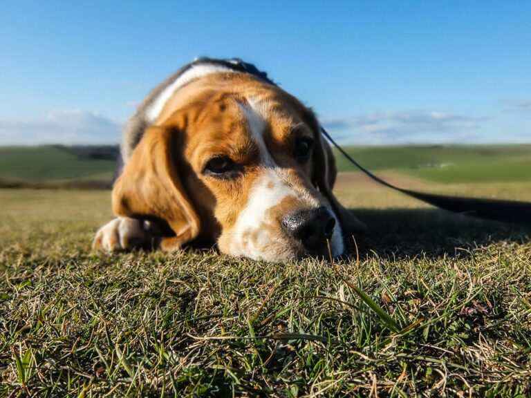 Kunnen Beagle warm zomerweer verdragen?